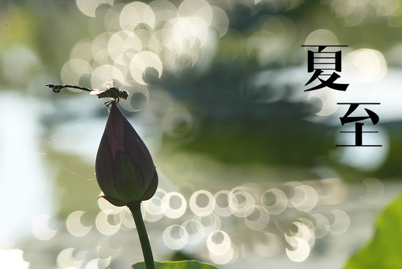 #(生態(tài))(1)夏至荷塘